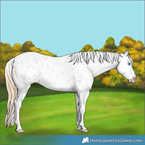 Horse Color:Watercolor Buckskin Pearl Dun Blanket 