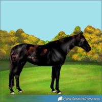 Horse Color:Void Brown Splash Tobiano Varnish 