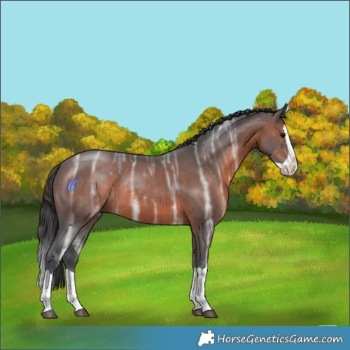 Horse Color:Brown Ice Splash Rabicano 