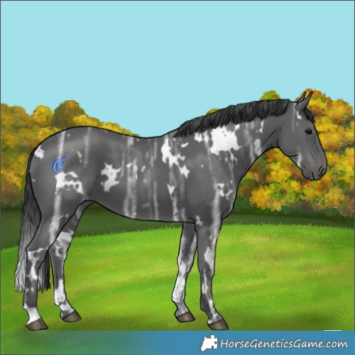 Horse Color:White Spotted Black Ice 