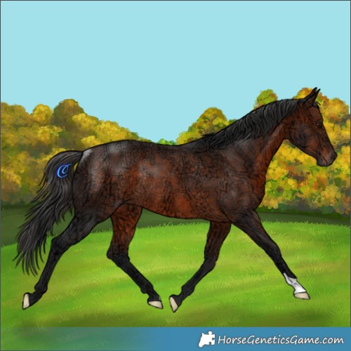Horse Color:Brown Ice Rabicano