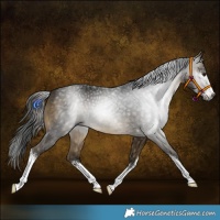 Horse Color:Gray White Spotted Buckskin 