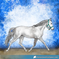 Horse Color:Gray White Spotted Bay Sabino 