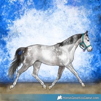 Horse Color:Gray White Spotted Bay Sabino 
