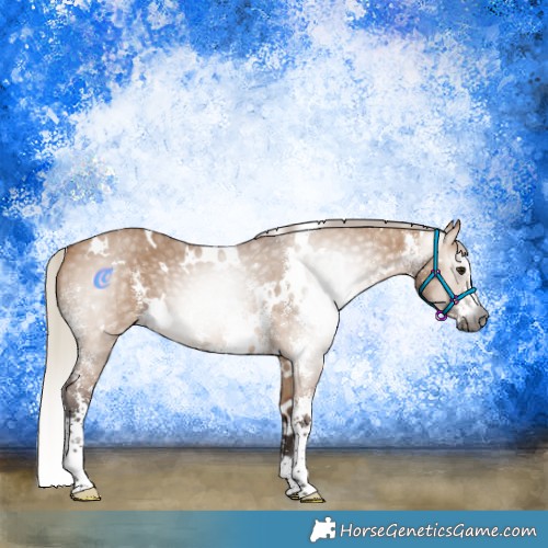 Horse Color:Gray White Spotted Silver Bay Dun Sabino 