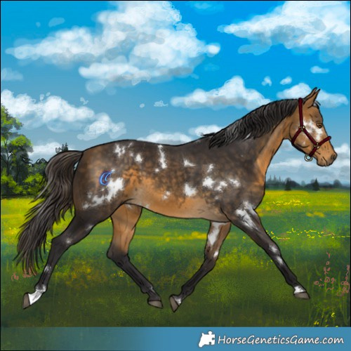 Horse Color:White Spotted Buckskin 
