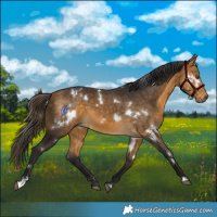 Horse Color:White Spotted Buckskin 