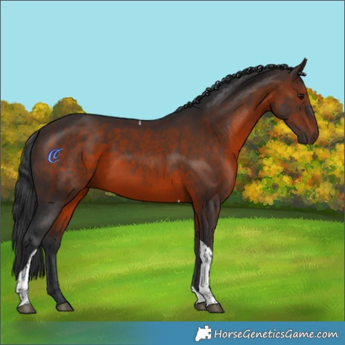 Horse Color:Brown Tobiano 