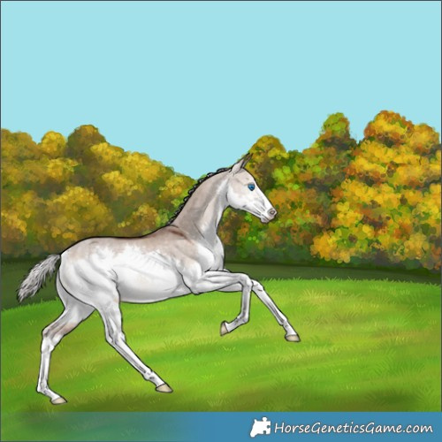 Horse Color:Silver Brown Dun Splash Rabicano