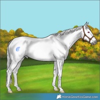Horse Color:Gray White Spotted Liver Chestnut Chinchilla 