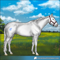 Horse Color:Gray White Spotted Liver Chestnut Chinchilla 