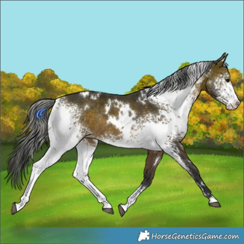 Horse Color:White Spotted Brown Rabicano 