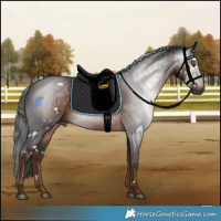 Horse Color:Gray White Spotted Liver Chestnut 