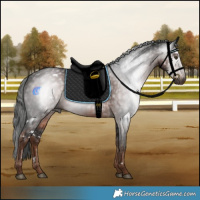 Horse Color:Gray White Spotted Liver Chestnut 