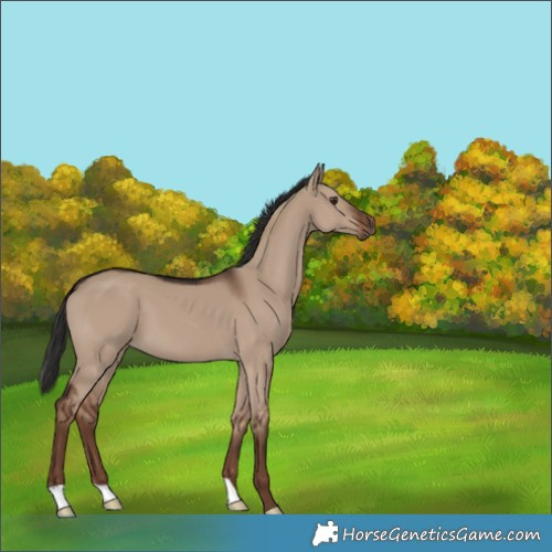 Horse Color:Liver Red Dun 