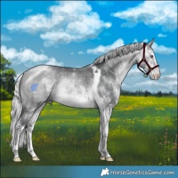 Horse Color:White Spotted Silver Bay Chinchilla Tobiano Rabicano