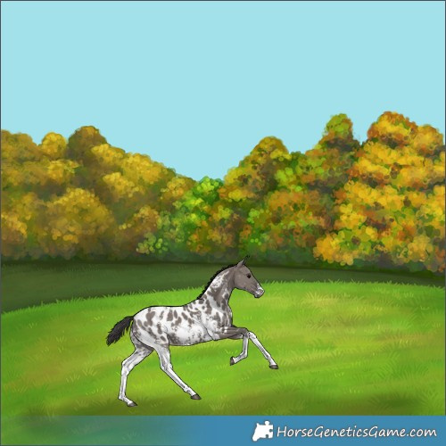 Horse Color:White Spotted Grullo Mushroom Appaloosa