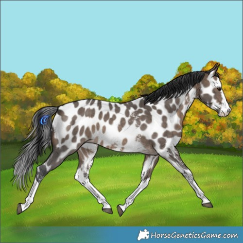Horse Color:Brown Dun Sabino Splash Appaloosa