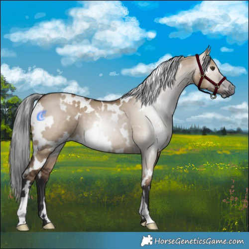 Horse Color:Gray White Spotted Liver Red Dun 