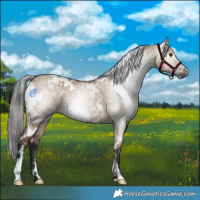 Horse Color:Gray White Spotted Liver Red Dun 