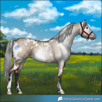 Horse Color:Gray White Spotted Liver Red Dun