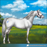 Horse Color:Gray White Spotted Liver Red Dun