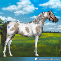 Horse Color:White Spotted Liver Red Dun Tobiano 