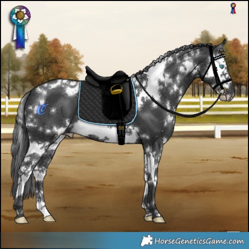 Horse Color:White Spotted Black Splash 