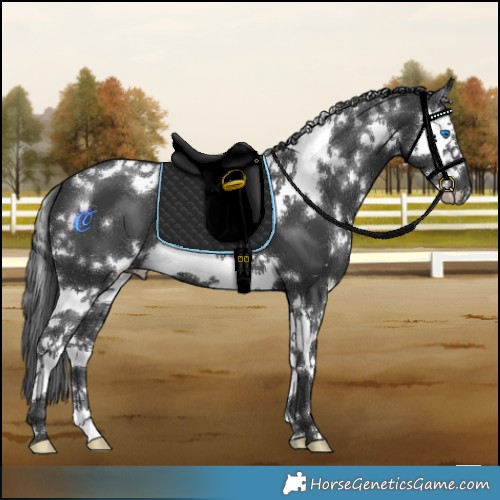 Horse Color:White Spotted Black Splash 