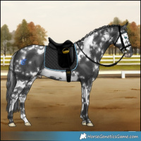 Horse Color:White Spotted Black Splash