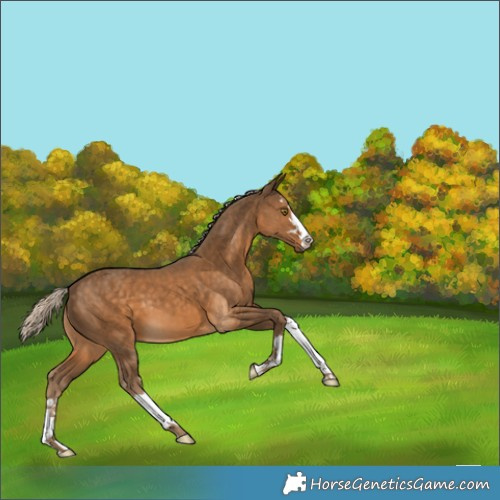 Horse Color:Chocolate Palomino 