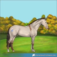 Horse Color:Amber Champagne Dun Sabino Tobiano 