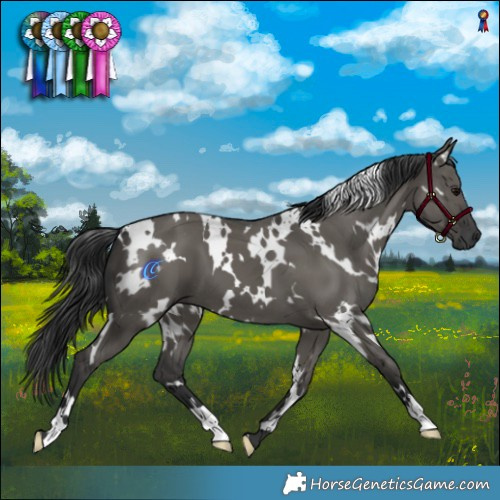 Horse Color:White Spotted Grullo