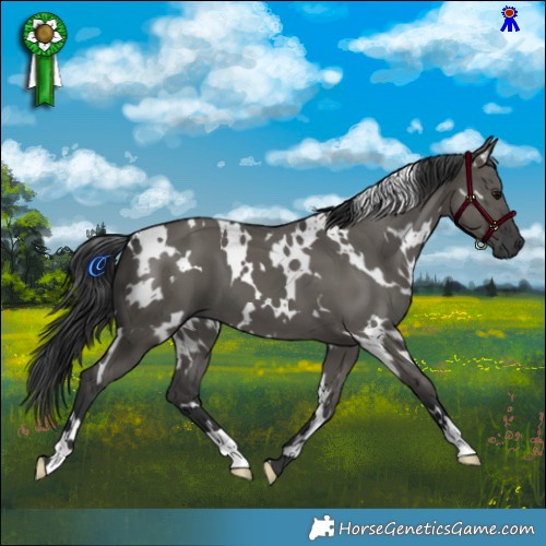 Horse Color:White Spotted Grullo 