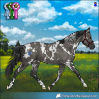 Horse Color:White Spotted Grullo 