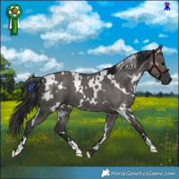 Horse Color:White Spotted Grullo