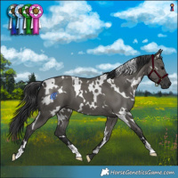 Horse Color:White Spotted Grullo 