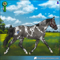 Horse Color:White Spotted Grullo 