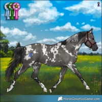 Horse Color:White Spotted Grullo