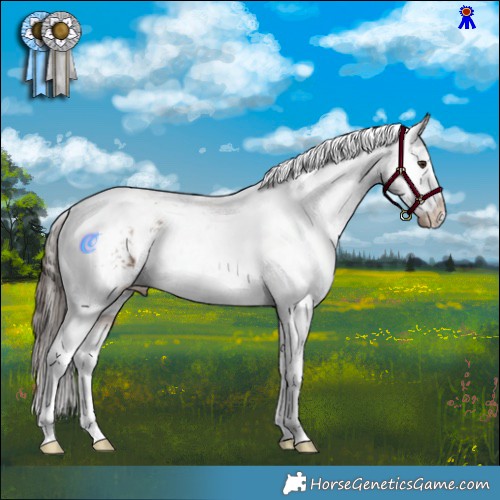 Horse Color:Liver Red Dun Tobiano Appaloosa 