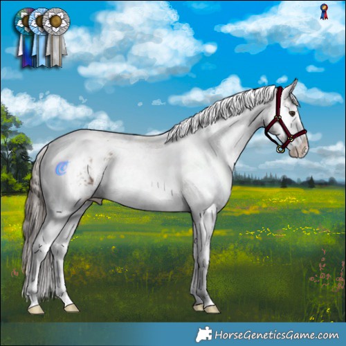 Horse Color:Liver Red Dun Tobiano Appaloosa 