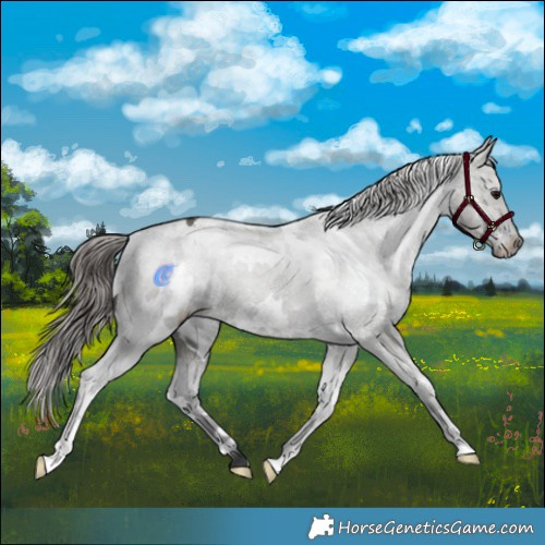 Horse Color:White Spotted Grullo Appaloosa 