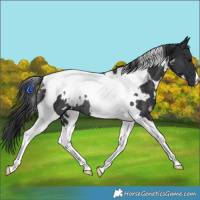 Horse Color:White Spotted Black Tobiano Rabicano 