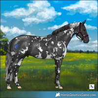 Horse Color:White Spotted Black 