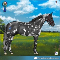 Horse Color:White Spotted Black 