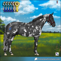Horse Color:White Spotted Black 