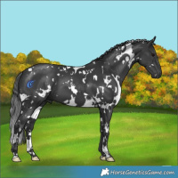 Horse Color:White Spotted Black 