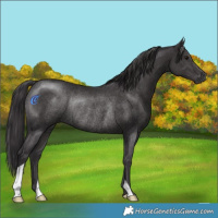 Horse Color:Smoky Black Rabicano