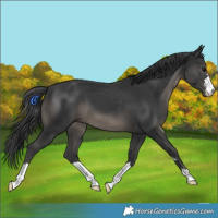 Horse Color:Black 