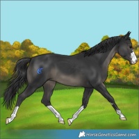 Horse Color:Black 